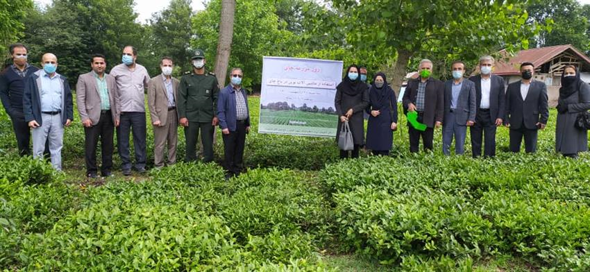 برداشت برگ سبز چای با استفاده از ماشین برگ چین تک نفره شارژی برای اولین بار در کشور در لاهیجان